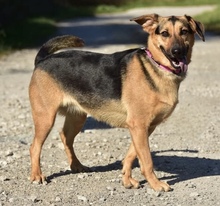 LINNET, Hund, Mischlingshund in Slowakische Republik - Bild 5