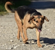 LINNET, Hund, Mischlingshund in Slowakische Republik - Bild 6