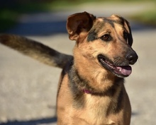 LINNET, Hund, Mischlingshund in Slowakische Republik - Bild 7