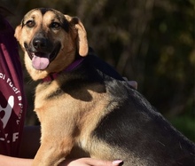 LINNET, Hund, Mischlingshund in Slowakische Republik - Bild 9