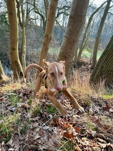 NILO, Hund, Podenco-Mix in Upahl - Bild 11