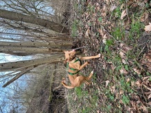 NILO, Hund, Podenco-Mix in Upahl - Bild 12