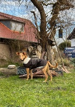 NILO, Hund, Podenco-Mix in Upahl - Bild 2