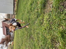 NILO, Hund, Podenco-Mix in Upahl - Bild 4