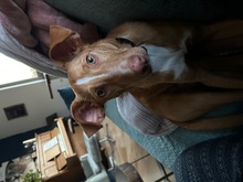 NILO, Hund, Podenco-Mix in Upahl - Bild 7