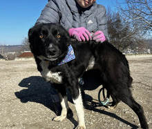 JASMINE, Hund, Mischlingshund in Bulgarien - Bild 1