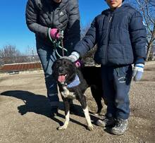 JASMINE, Hund, Mischlingshund in Bulgarien - Bild 6