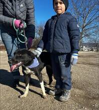 JASMINE, Hund, Mischlingshund in Bulgarien - Bild 9