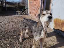 LUNA, Hund, Mischlingshund in Griechenland - Bild 1