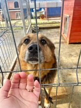 HOTCH, Hund, Deutscher Schäferhund-Mix in Rumänien - Bild 3