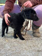 YVIE, Hund, Mischlingshund in Slowakische Republik - Bild 2