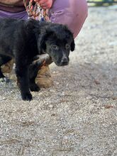 YVIE, Hund, Mischlingshund in Slowakische Republik - Bild 7