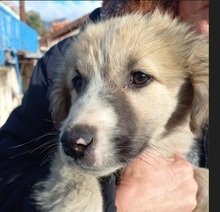 CORA, Hund, Mischlingshund in Griechenland - Bild 1