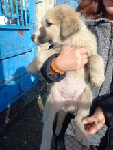 CORA, Hund, Mischlingshund in Griechenland - Bild 2