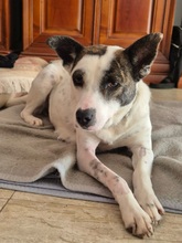 CAMILA, Hund, Mischlingshund in Rumänien - Bild 15