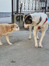 CAMILA, Hund, Mischlingshund in Rumänien - Bild 9