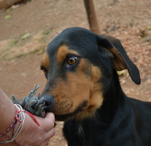 EDDIE, Hund, Mischlingshund in Griechenland - Bild 1