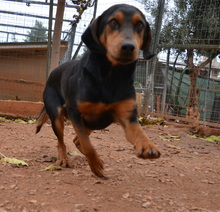 EDDIE, Hund, Mischlingshund in Griechenland - Bild 2