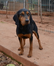 EDDIE, Hund, Mischlingshund in Griechenland - Bild 3