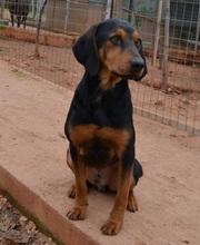 EDDIE, Hund, Mischlingshund in Griechenland - Bild 4