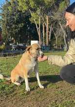 GINA, Hund, Mischlingshund in Griechenland - Bild 3