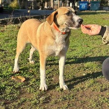 GINA, Hund, Mischlingshund in Griechenland - Bild 5