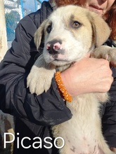 PICASSO, Hund, Mischlingshund in Griechenland - Bild 10