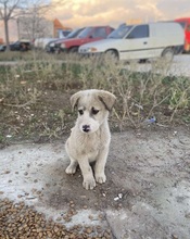 PICASSO, Hund, Mischlingshund in Griechenland - Bild 13