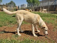 PICASSO, Hund, Mischlingshund in Griechenland - Bild 16