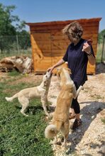 PICASSO, Hund, Mischlingshund in Griechenland - Bild 17