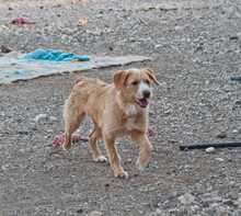 DHALIA, Hund, Mischlingshund in Griechenland - Bild 2