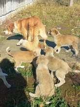 FABIO, Hund, Mischlingshund in Griechenland - Bild 10