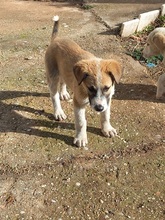 FABIO, Hund, Mischlingshund in Griechenland - Bild 8