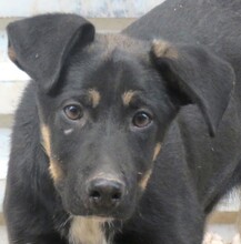 LUDO, Hund, Deutscher Schäferhund-Mix in Zypern - Bild 1