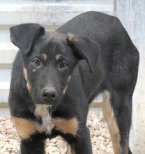 LUDO, Hund, Deutscher Schäferhund-Mix in Zypern - Bild 4