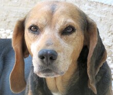 MAXINE2, Hund, Beagle-Mix in Zypern - Bild 1