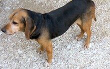 MAXINE2, Hund, Beagle-Mix in Zypern - Bild 5