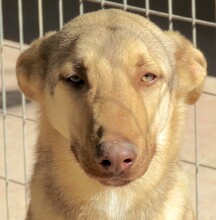 XORN, Hund, Siberian Husky-Deutscher Schäferhund-Mix in Zypern - Bild 1