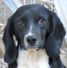 ENZO2, Hund, Beagle-Mix in Zypern - Bild 1