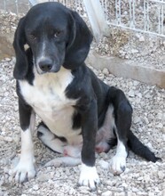 ENZO2, Hund, Beagle-Mix in Zypern - Bild 2