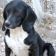 ENZO2, Hund, Beagle-Mix in Zypern - Bild 6