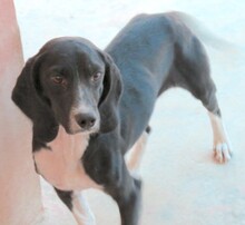 ENZO2, Hund, Beagle-Mix in Oldenburg - Bild 10