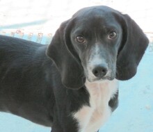 ENZO2, Hund, Beagle-Mix in Oldenburg - Bild 12