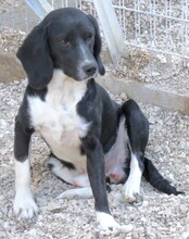 ENZO2, Hund, Beagle-Mix in Oldenburg - Bild 13