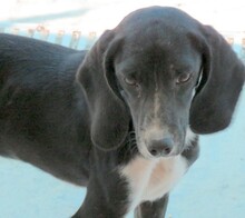 ENZO2, Hund, Beagle-Mix in Oldenburg - Bild 15
