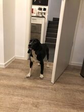 ENZO2, Hund, Beagle-Mix in Oldenburg - Bild 9