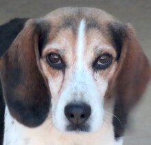 FREDERICK, Hund, Beagle-Mix in Zypern - Bild 1