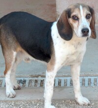 FREDERICK, Hund, Beagle-Mix in Zypern - Bild 3