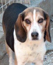 FREDERICK, Hund, Beagle-Mix in Zypern - Bild 4