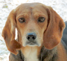 VIVIAN, Hund, Beagle-Mix in Zypern - Bild 1